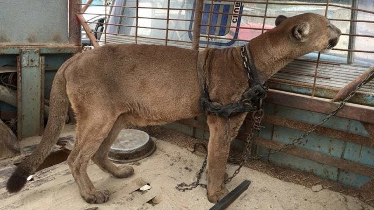 Mountain lion chained for 20 years experiences freedom for the first time
