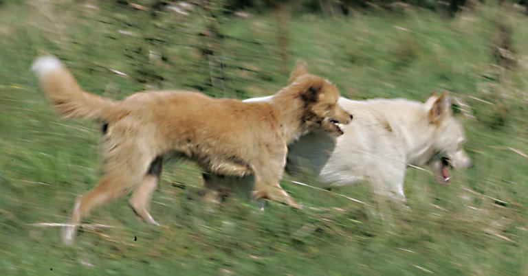 Stray dogs damage 40 livestock in Seogwipo, Jeju
