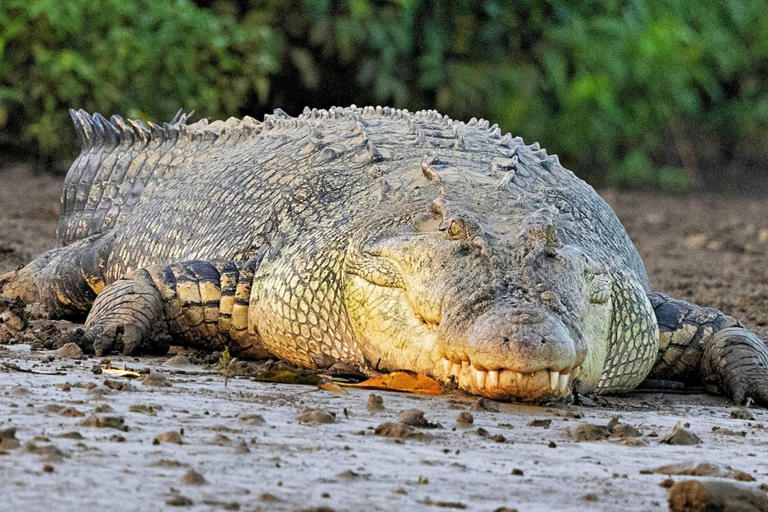 11 of the biggest animals on Earth – number 4 is absolutely massive!