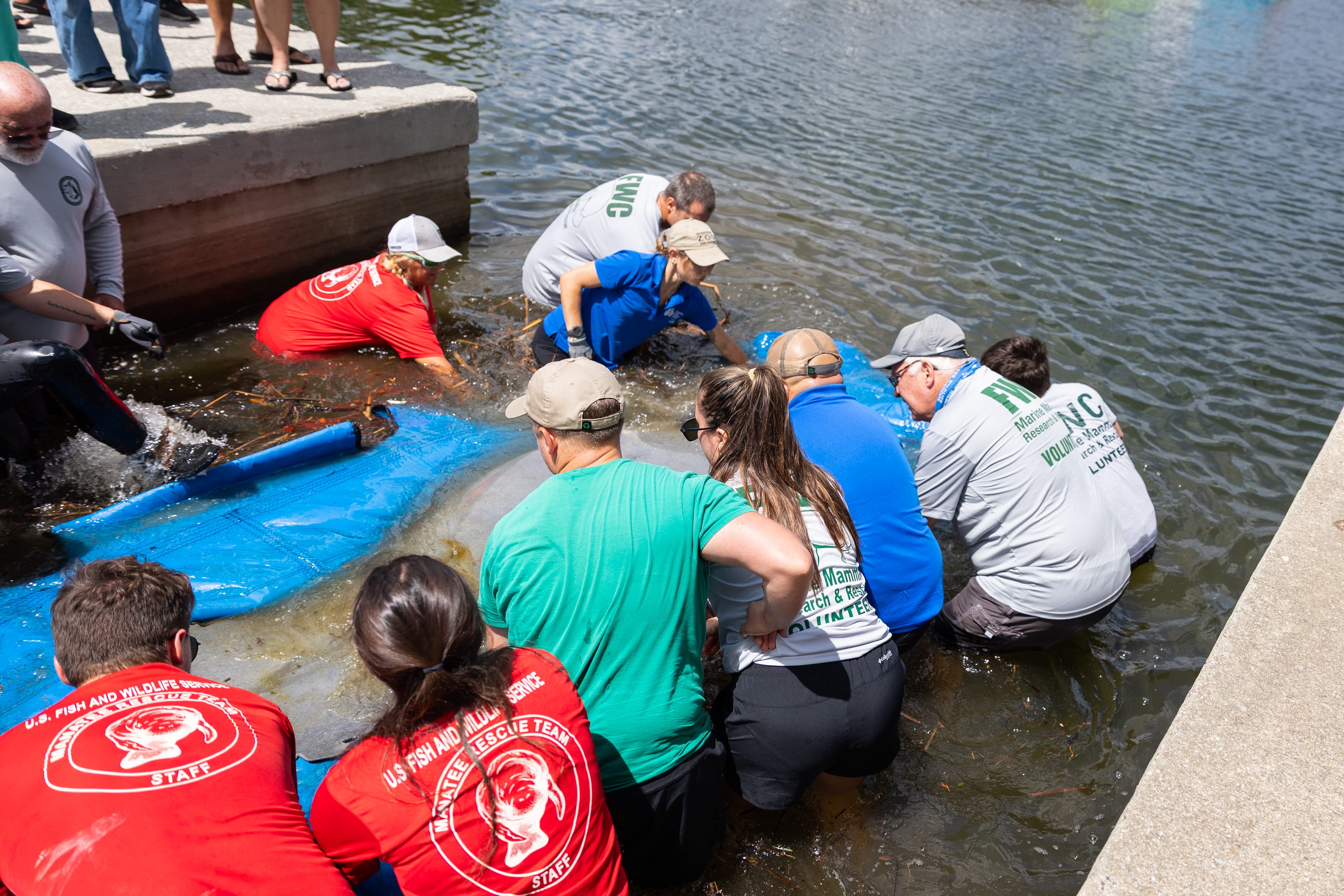 Jacksonville Zoo releases first manatee from new critical care center