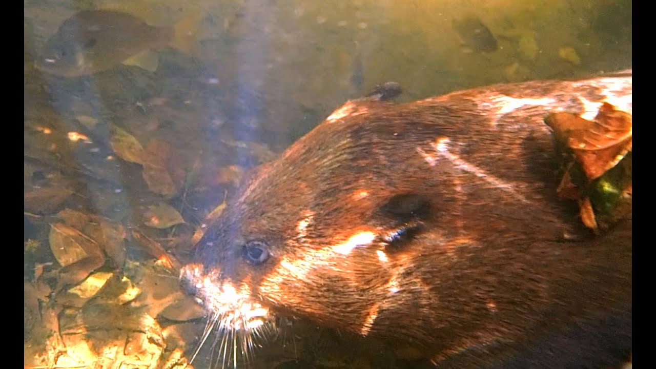 Look at the beaver tail sticking out before Chigg went face-to-face