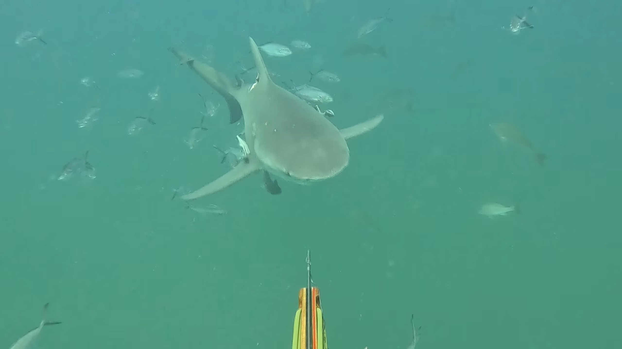 Bull sharks surrounded them while hunting fish