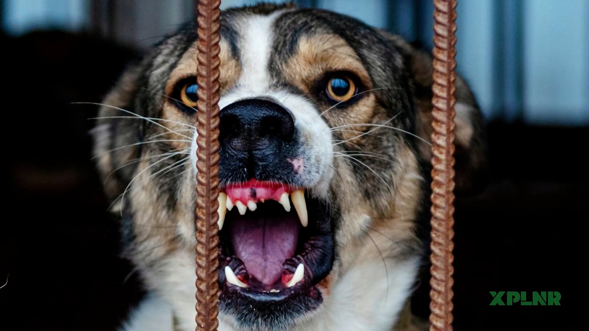 What rabies does to the human body