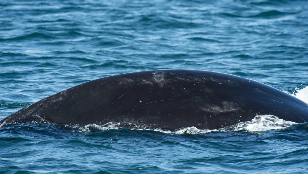 Protecting North Atlantic right whales from deadly threats