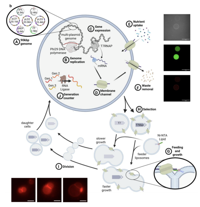 For the first time, scientists say they've built a synthetic cell from ...
