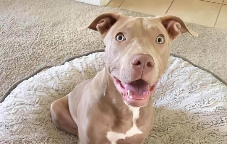 Cane adottato dopo giorni in strada: ora scopre per la prima volta il ...