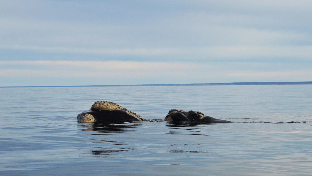 Protecting North Atlantic right whales from deadly threats
