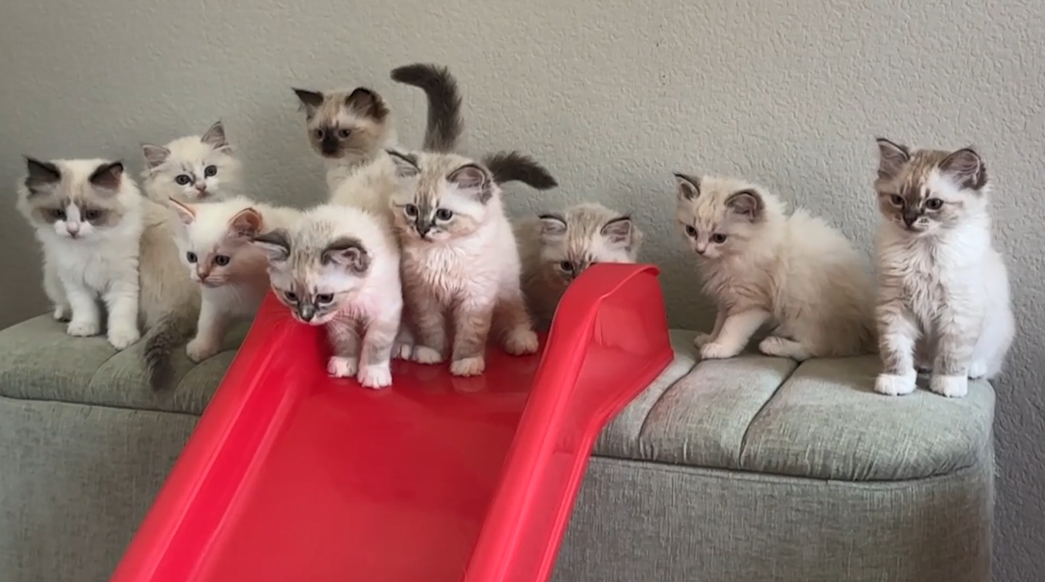 Ranking the best enrichment activities for kittens