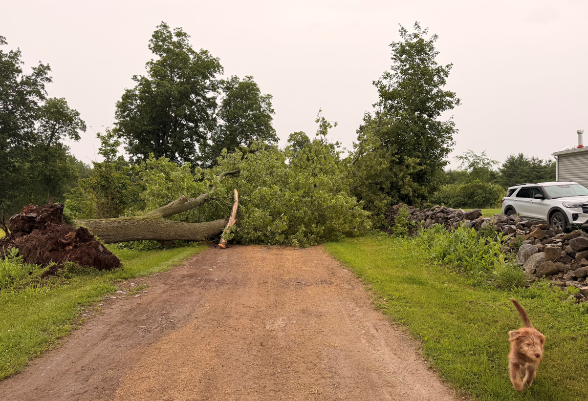 Storms knock down trees and powerlines across Vermont, New York