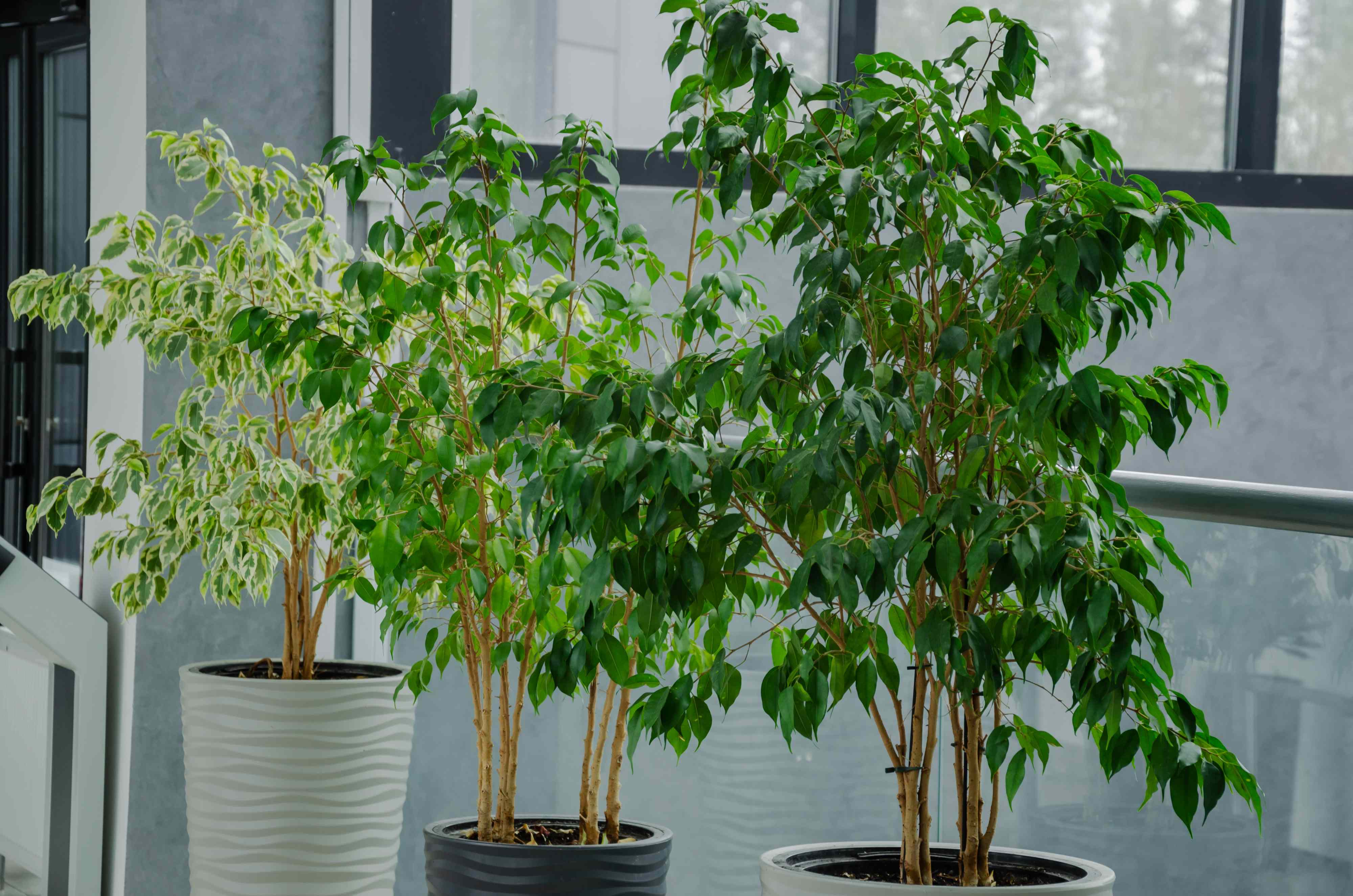 5 expert tips to keep your ficus plants thriving indoors