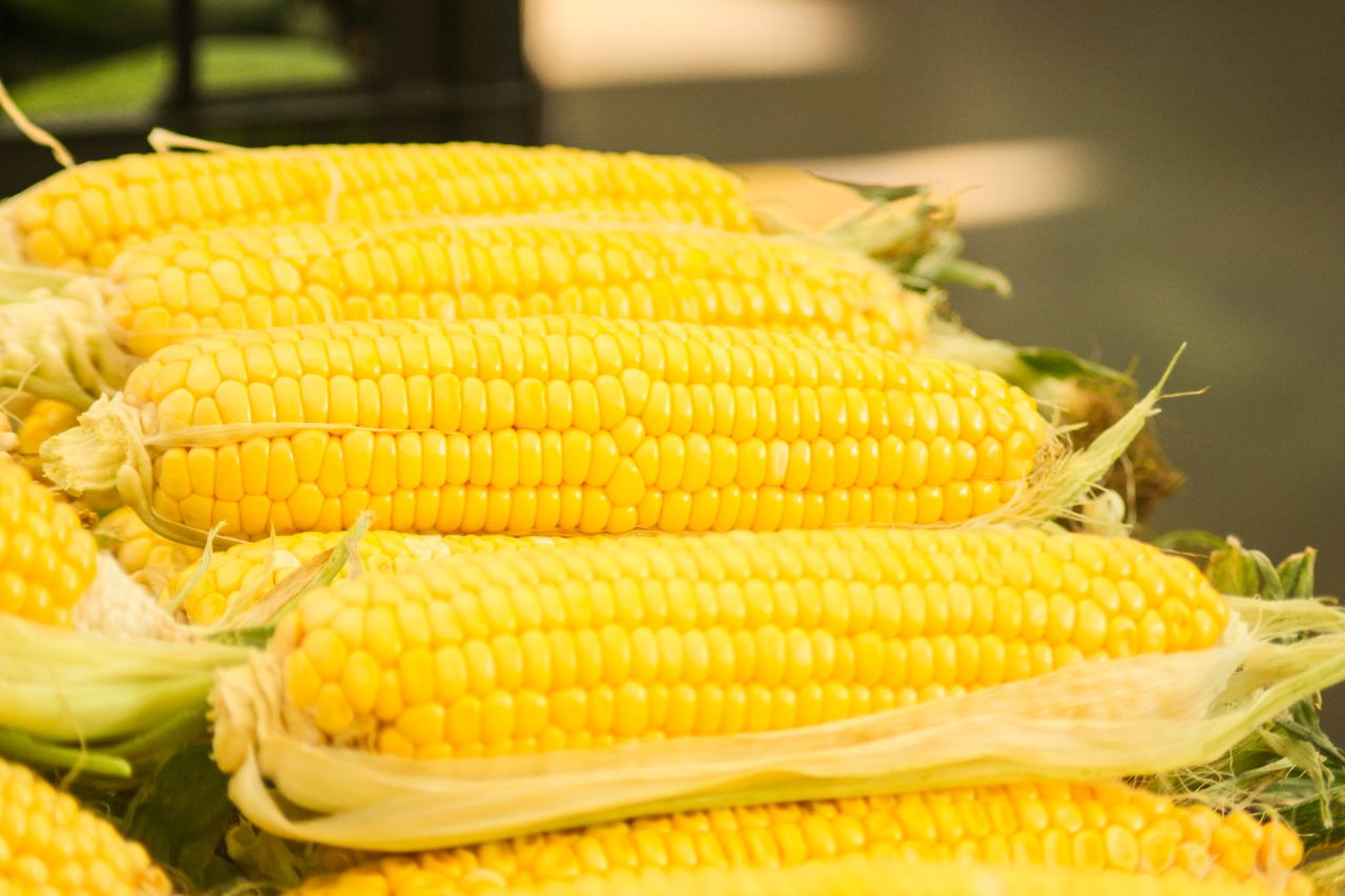 Several ears of corn arranged together on a surface