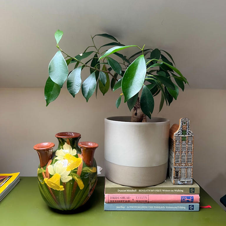 The 4 houseplants that survived my renting journey
