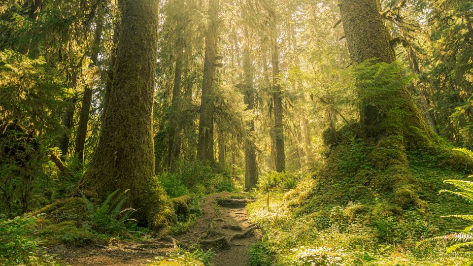 Old growth trees in the Hoh Rain Forest dazzle visitors to Olympic National Park. - Cavan Images RF/Getty Images