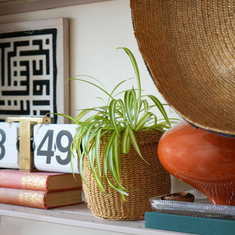 The 4 houseplants that survived my renting journey