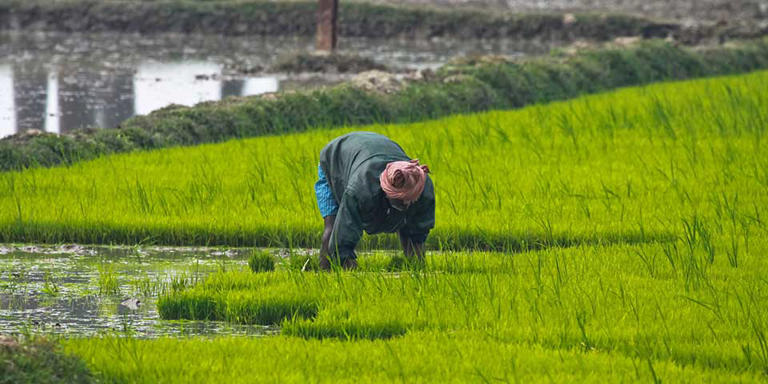 Weak monsoon affects kharif crops, sowing of rice, pulses sees sharp drop