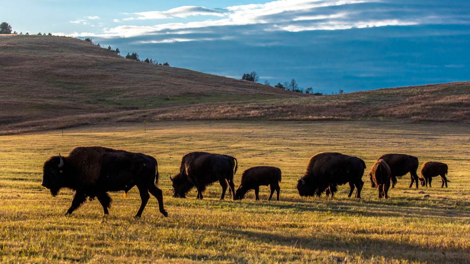Custer State Park in South Dakota is home to one of the nation’s largest herds of free roaming bison. - Joe Sohm/Visions of America/Universal Images Group/Getty Images