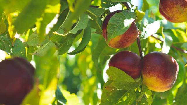 California farmer gives away thousands of nectarines as his crop goes ...