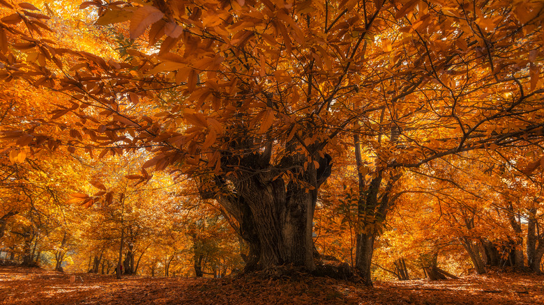 10 nut trees that will bring a bountiful harvest to your yard