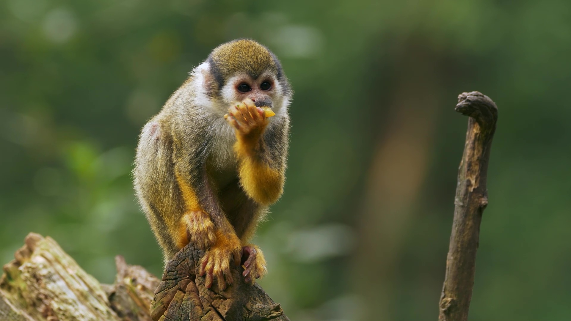 A rare squirrel monkey moment was captured on camera