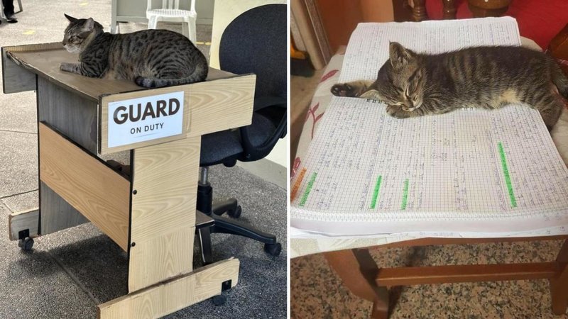 25 cats at work
