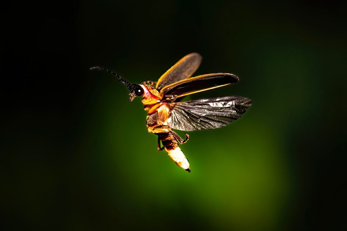 How To Make Your Yard Safe For Fireflies Gettyimages 1577457976 Ft