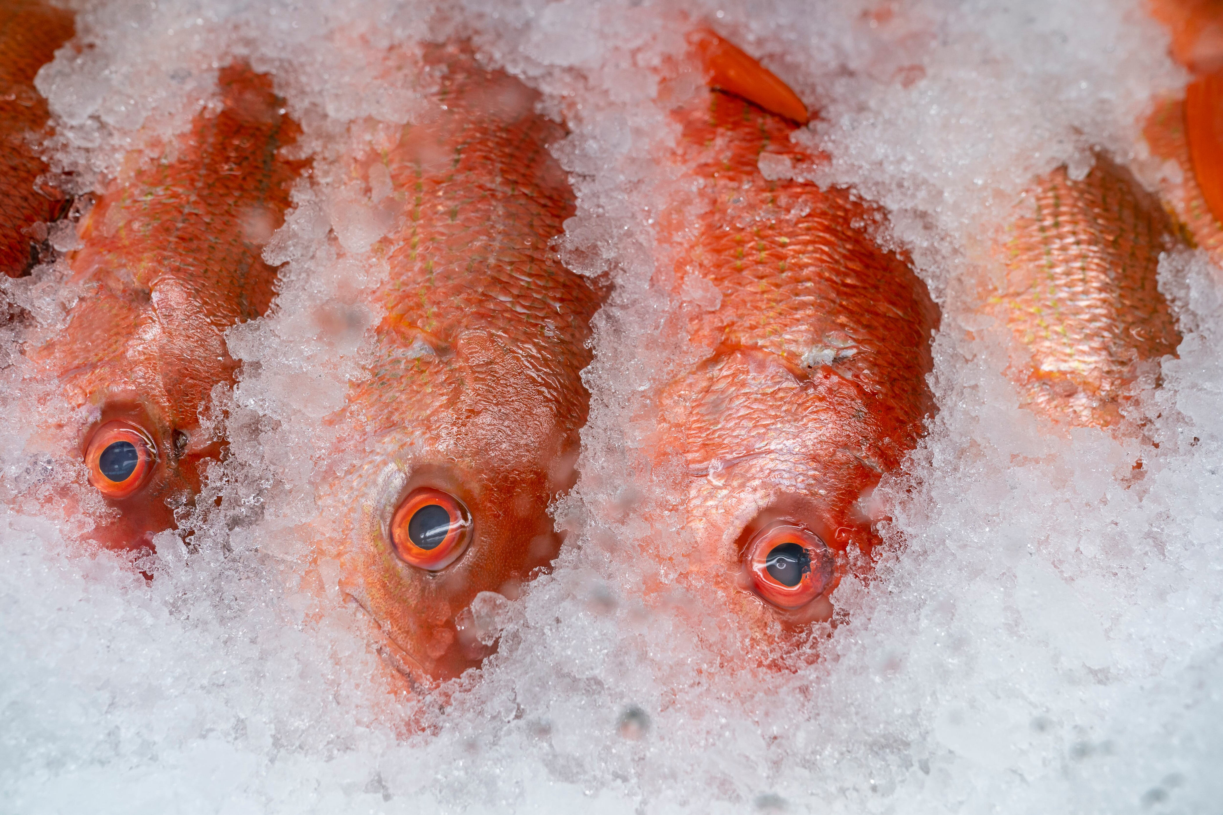 Louisiana expands red snapper limits for Fourth of July weekend