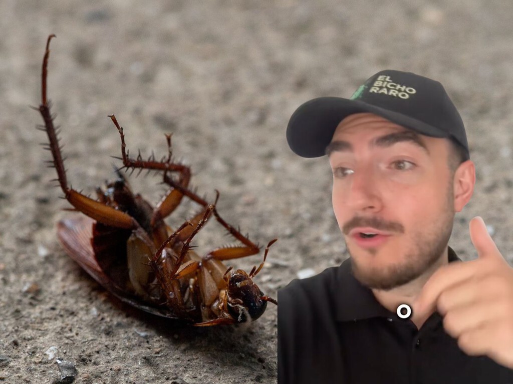 Iván, alias El Bicho Raro, experto en plagas: 