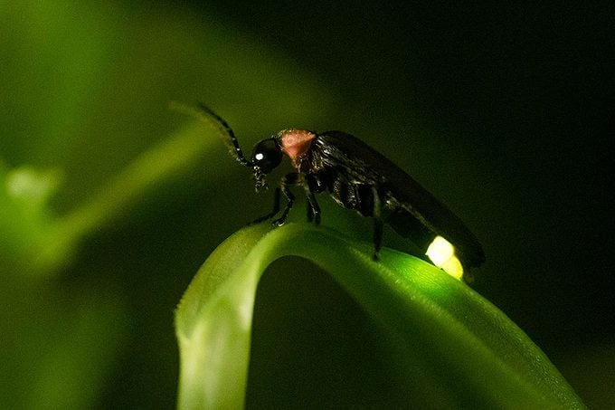 How To Make Your Yard Safe For Fireflies Gettyimages 938978370