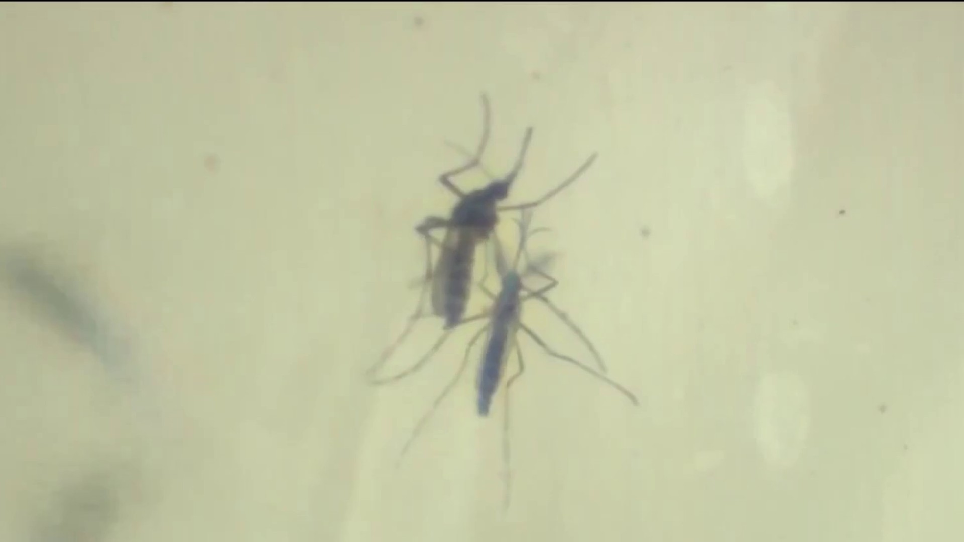 West Nile found in mosquitoes in Costa Mesa and Westminster