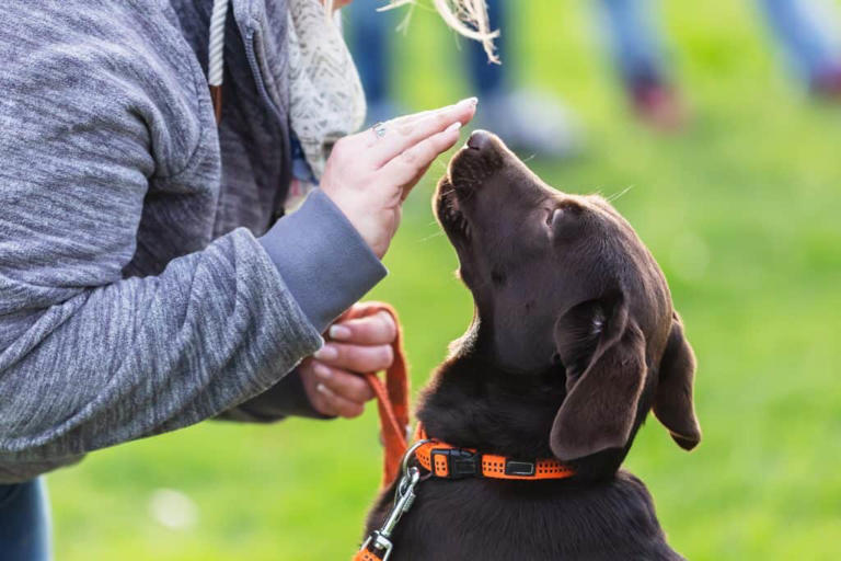 Understand 7 canine aggression types, triggers to stop the danger