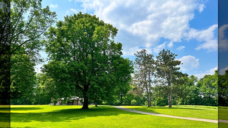 Bright green tree-lined field
