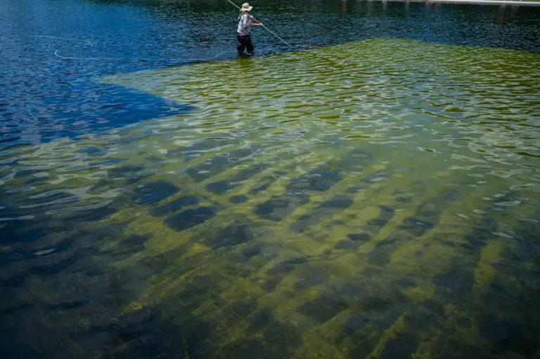 Reflecting on the Reflecting Pool: What stains a nation more than algae