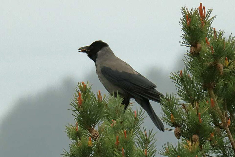 In Canada, there is a city where crows dive-bomb pedestrians every ...
