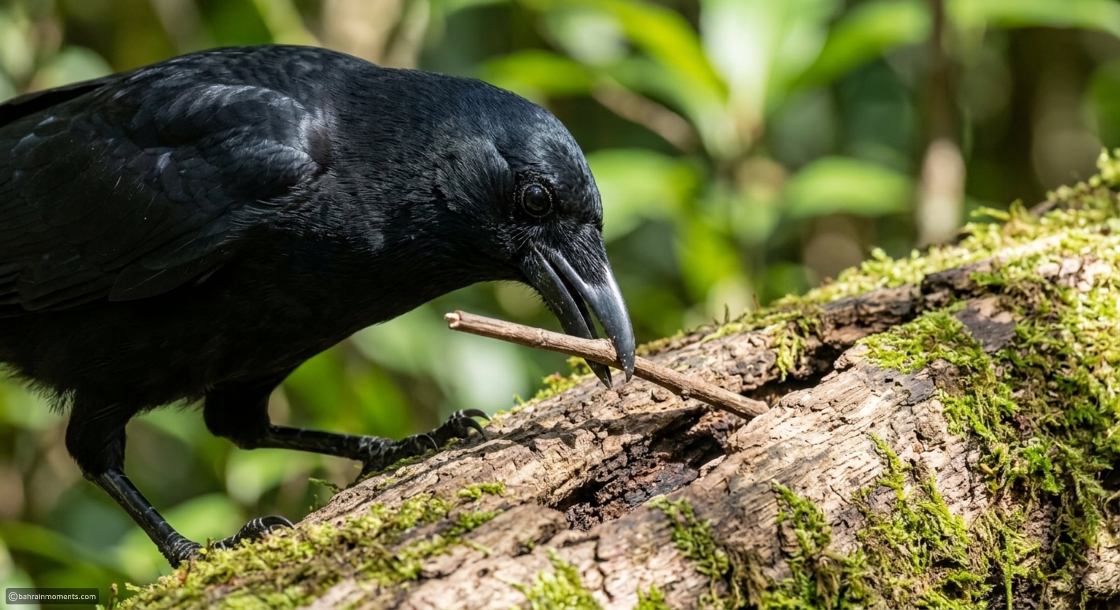 10 animals that display surprisingly advanced problem-solving skills