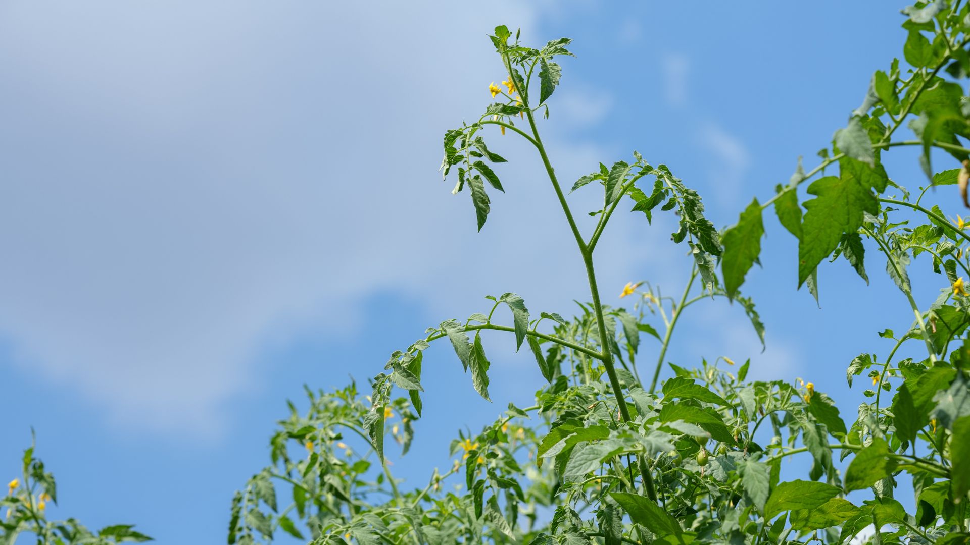 picture of tall tomato plant growing towards sky with no fruit on it