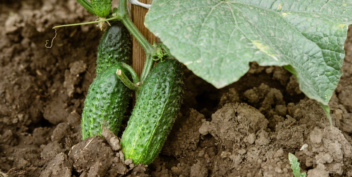 Gardening experts say this is the best method for planting cucumbers