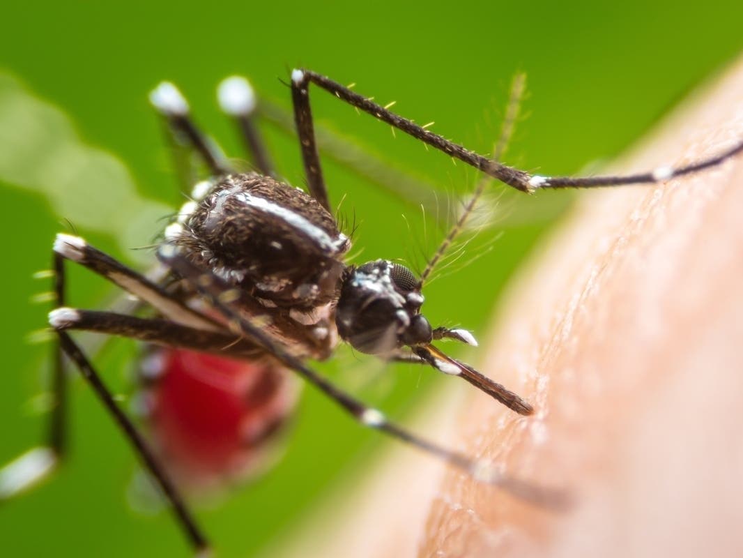 West Nile virus-infected mosquitoes found in Orange County: What to know