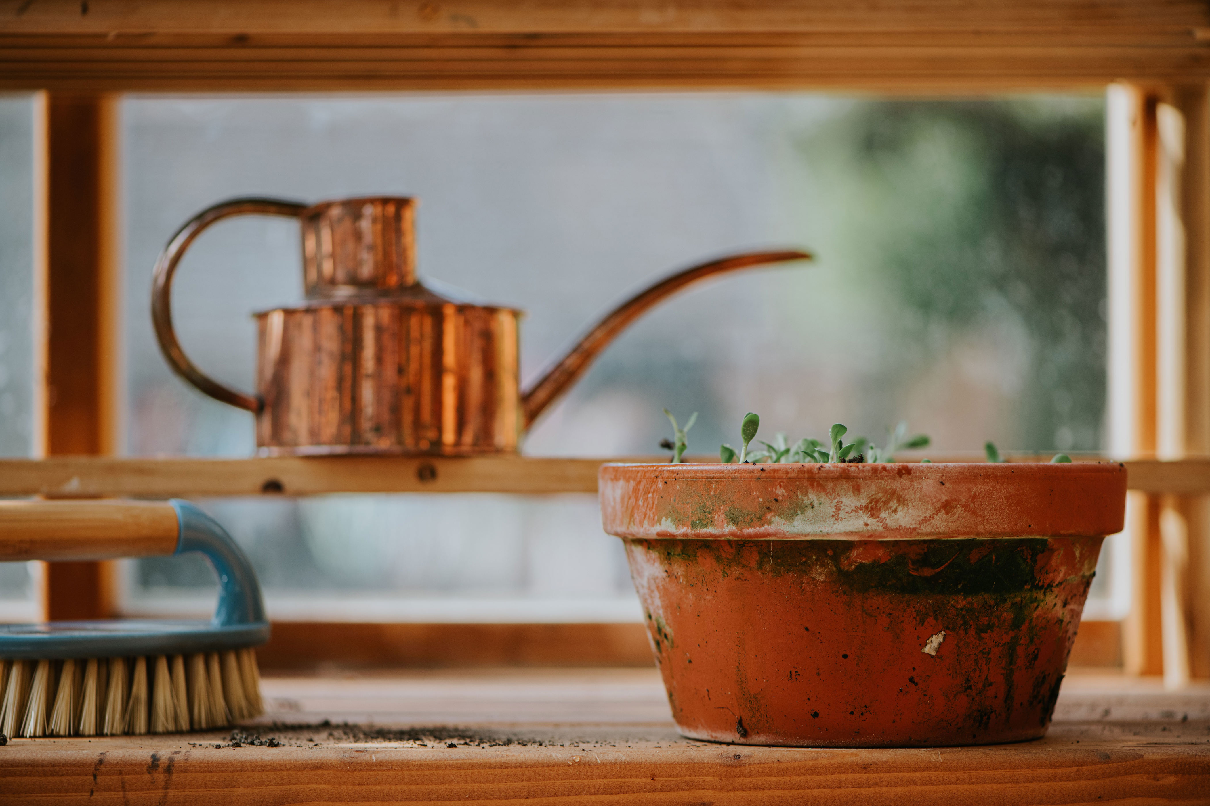 Wondering how to water houseplants so that they don’t drown or dry out? Get on a watering schedule, consider your lighting, and invest in some terra-cotta pots.