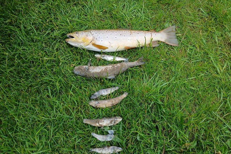 probe-launched-after-more-than-500-fish-found-dead-along-stretch-of