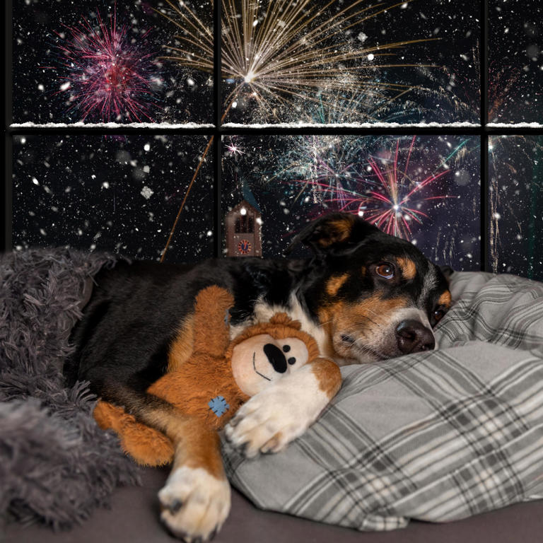 Tips to help keep your pets calm during Fourth of July fireworks