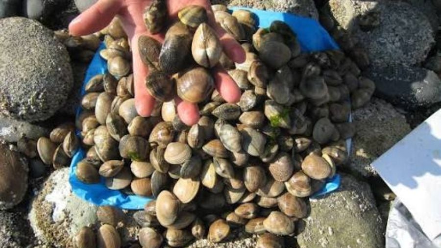 Hood Canal shellfish harvesting closed after lethal toxin levels found
