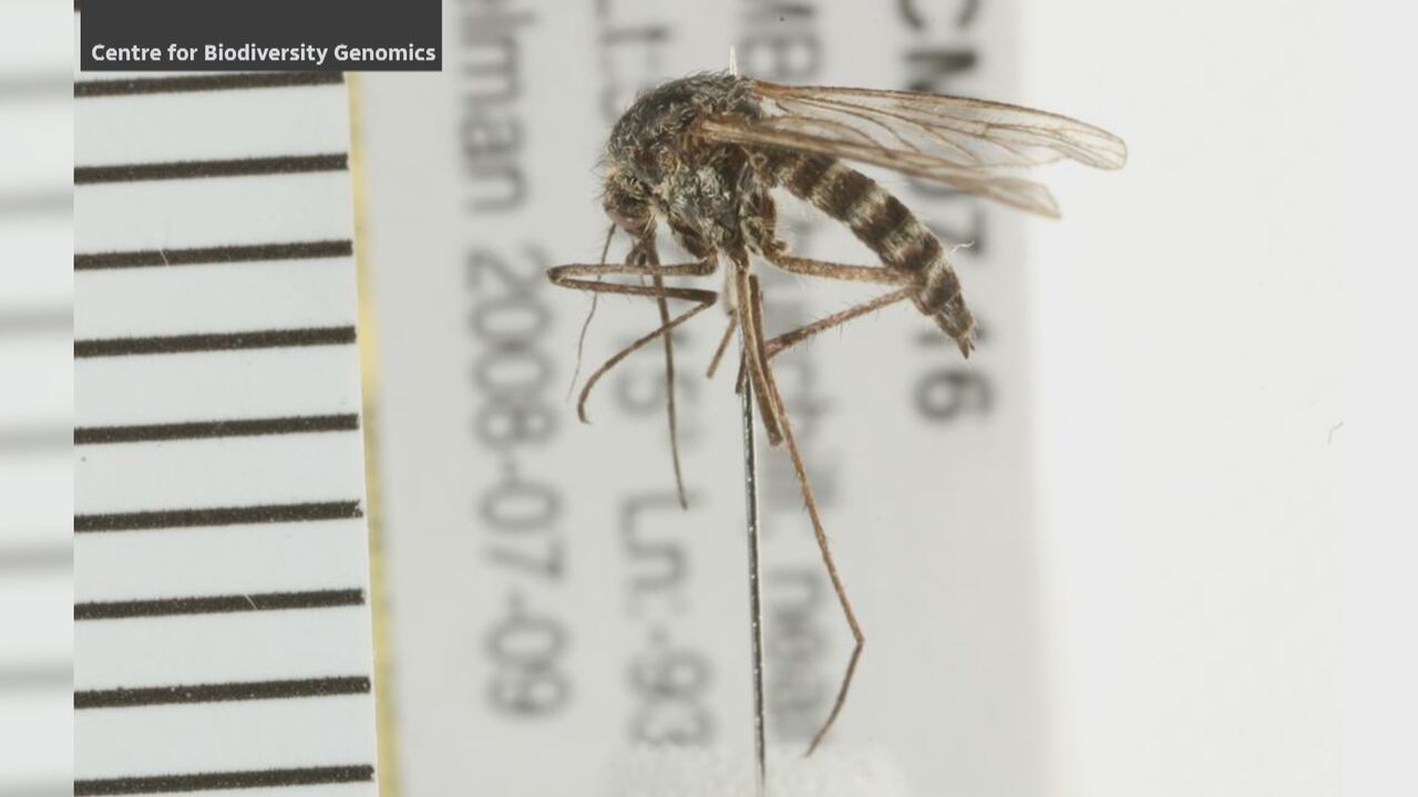 Here are the key findings of the Kitikmeot's insect project