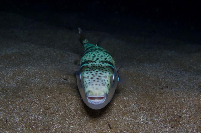 Greece is paying fishermen to haul in toxic, human-toothed fish ...