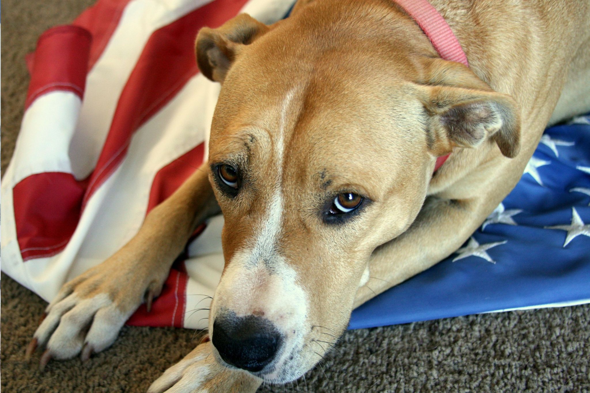 Most dog owners repeat the same mistakes every July 4. Don't be one of them