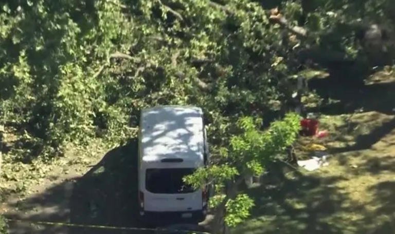 Family of boy, 8, killed by falling tree gets huge sum from California ...