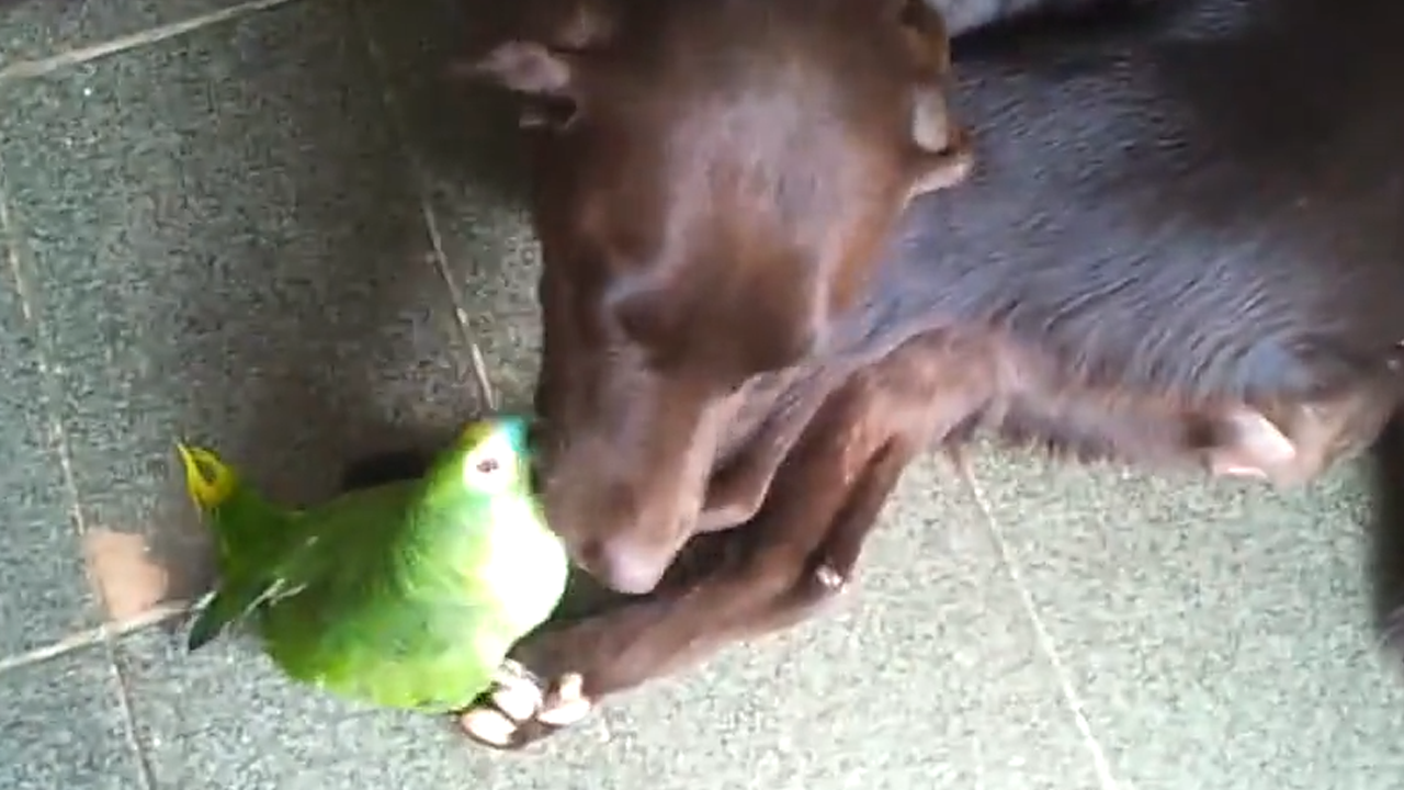 Parrot and dog form an unlikely friendship