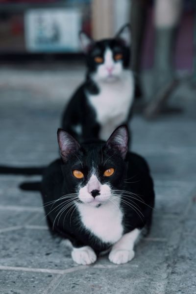 Buying a cat online: A safe guide for new owners