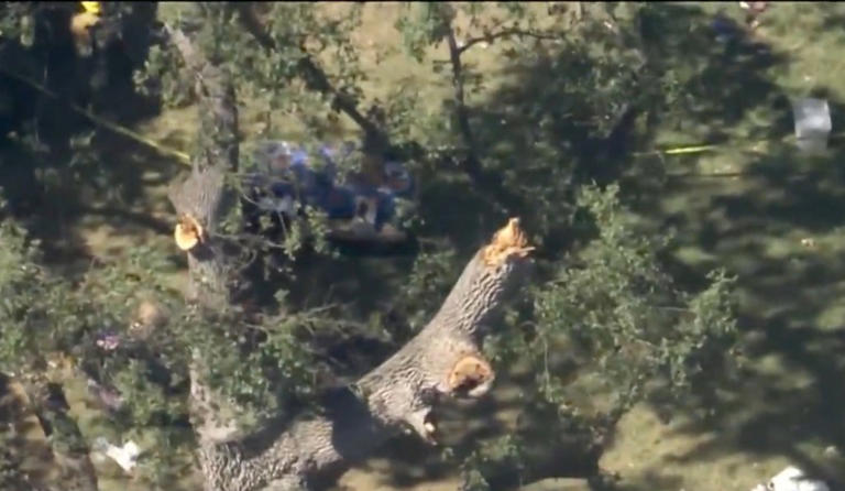Family of boy, 8, killed by falling tree gets huge sum from California ...