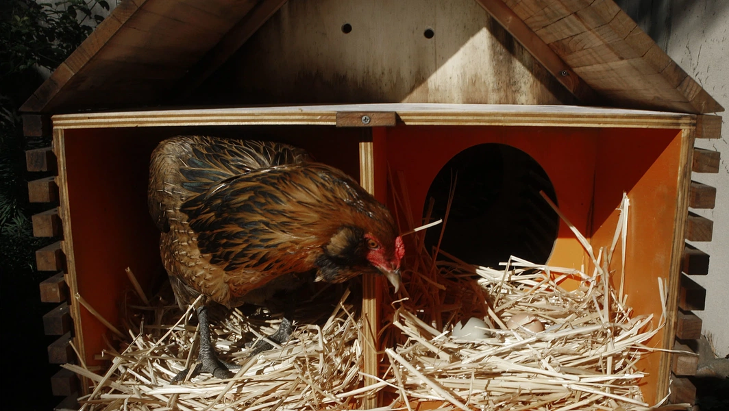 Guide to building and placing nesting boxes