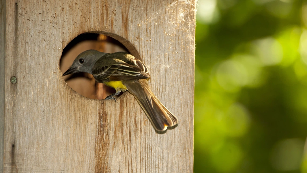 Guide to building and placing nesting boxes